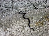 Hadi, kteří se ubytovali v Základní škole v Bartuškově ulici v Třebíči. Hadí hnízdo se nacházelo pod schody přímo u vchodu do školní jídelny.
