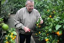 V zahradním skleníku v Šebkovicích na Třebíčsku nyní dozrávají plody citrusů. Pěstitel Františka Holčapka tam každoročně sklidí kolem dvou set kilogramů různých odrůd mandarinek, grepů, pomerančů a limetek.