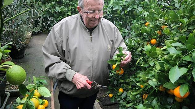 V zahradním skleníku v Šebkovicích na Třebíčsku nyní dozrávají plody citrusů. Pěstitel Františka Holčapka tam každoročně sklidí kolem dvou set kilogramů různých odrůd mandarinek, grepů, pomerančů a limetek.