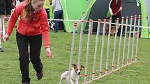 Velikonoční agility závod v Třebíči.