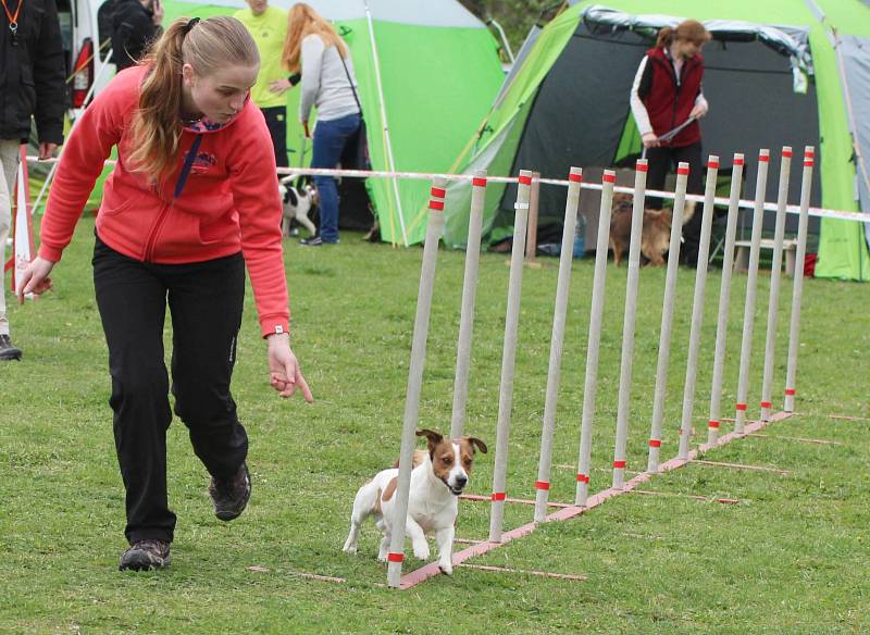 Velikonoční agility závod v Třebíči.