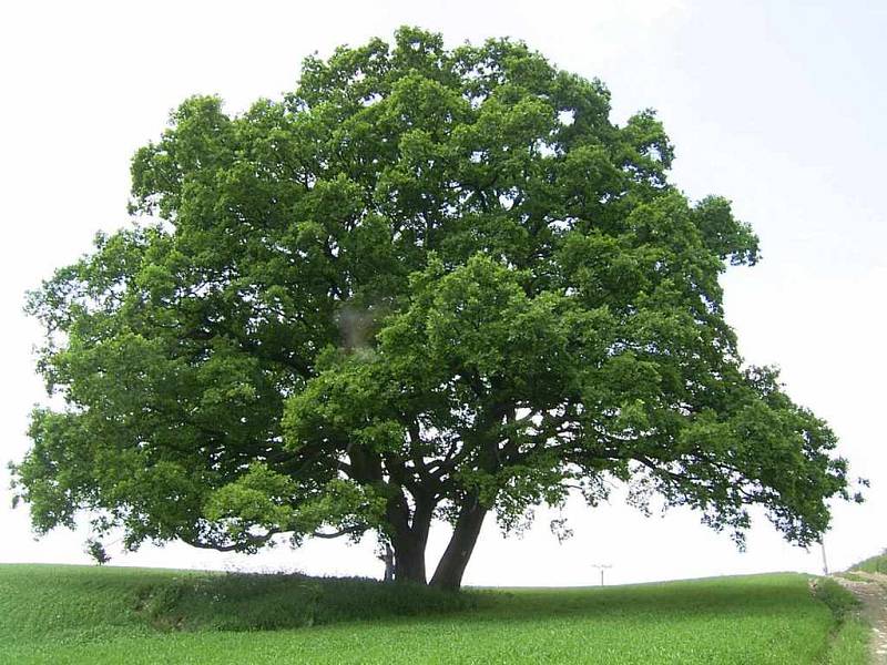 Na Českomoravské vrchovině rostou podle dendrologů nejstarší stromy v Česku.