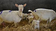 Na farmě v Ratibořicích chovají české plemeno - bílou krátkosrstou kozu