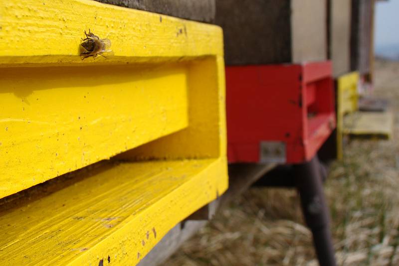I když je stále zima a potravy minimum, využívají včely slunečné dny k proletu.