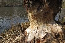 Nejviditelnější stopou po bobrech jsou okusy stromů. Takto například bobři řádí na hrázích rybníku Lubí.