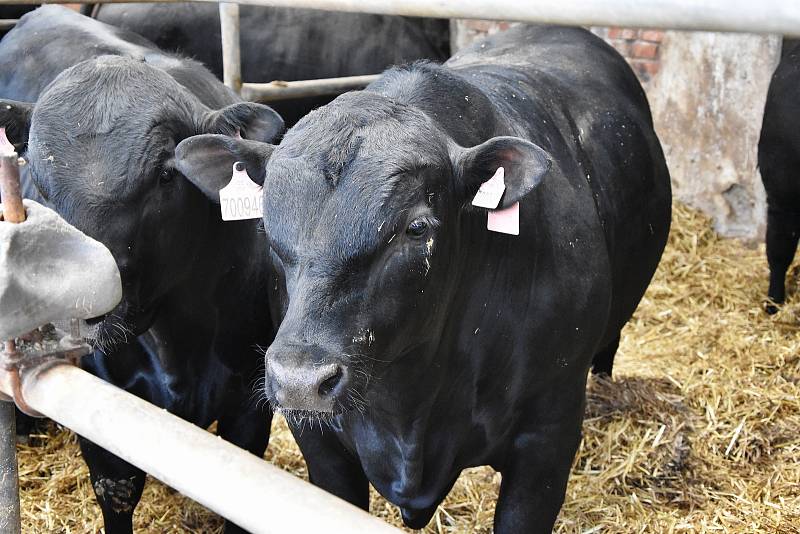 Na farmě v Odunci chovají býky plemene Aberdeen Angus