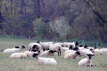 Někteří chovatelé hospodářských zvířat na Třebíčsku mohou mít kvůli suchu potíže s obstaráváním krmiva na zimu.