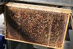 Kamil Kurtin, majitel račické Včelařské farmy Kurtin, včelaří od dětství. Dnes má tři stovky včelstev, přičemž z jednoho vzejde za rok průměrně třicet až čtyřicet kilo medu.