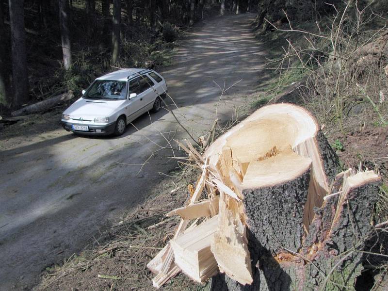 Přes vozovka z Račerovické ulice do Poušova spadlo v důsledku silného větru 13 stromů.