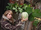 Michaela Kolková, studentka Vysoké školy zemědělské v Praze, obdivuje meloun vodní, který vyrostl na zahradě v ulici Příkopy v Přibyslavi.