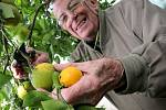 V zahradním skleníku v Šebkovicích na Třebíčsku nyní dozrávají plody citrusů. Pěstitel Františka Holčapka tam každoročně sklidí kolem dvou set kilogramů různých odrůd mandarinek, grepů, pomerančů a limetek.