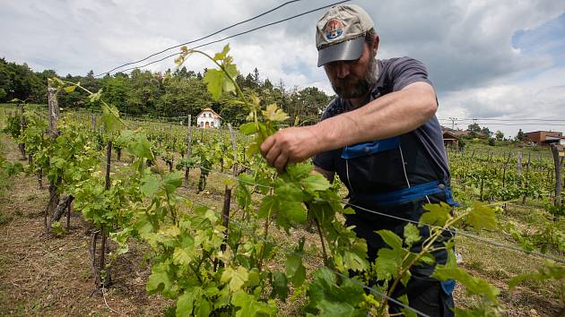 Hodně deště vyhání vinaře ze Sádku do vinohradu, likvidují plísně