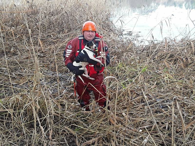 Záchrana psa z rybníka v Trnavě byla úspěšná.