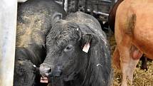 Na farmě v Odunci chovají býky plemene Aberdeen Angus