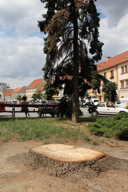 Na třebíčském Karlově náměstí zbývají po uschlých stromech už jen pařezy.
