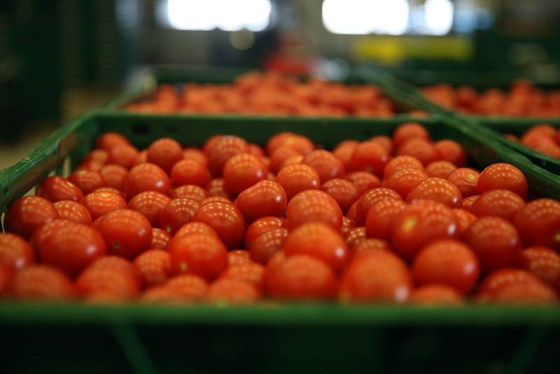 Zeleninová farma v Kožichovicích u Třebíče, kde se pěstují v obrovských sklenících rajčata.