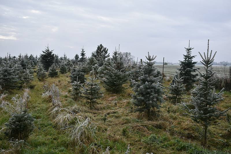 Vánoční stromky pěstují také na plantáži v Ohrazenici u Jaroměřic nad Rokytnou.