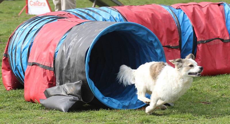 Velikonoční agility závod v Třebíči.