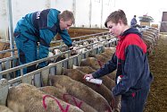 Studenti Agroškoly Pozďatín se starají o ovce a také vyrábějí ovčí sýry.