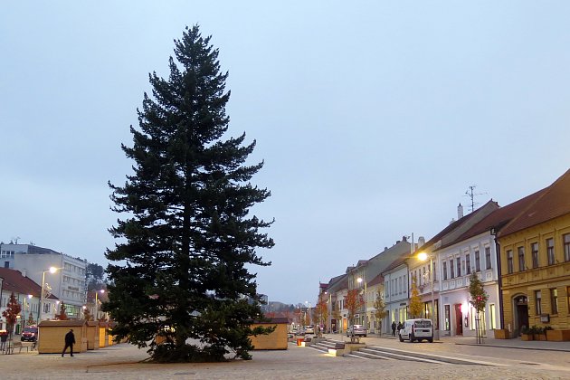 Třebíčská borovice je ze Smrku. Vánoční strom se na náměstí stěhoval v noci