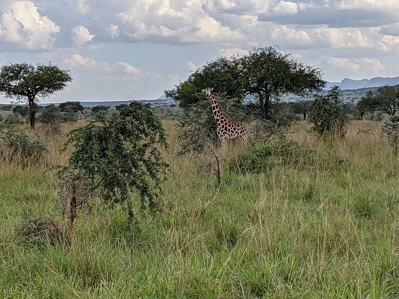 Africká krajina. Foto: Ústav biologie obratlovců AV ČR ve Studenci na Třebíčsku