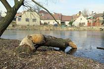 V Kožichovicích se bobr pustil do stromů kolem rybníka přímo v centru obce.