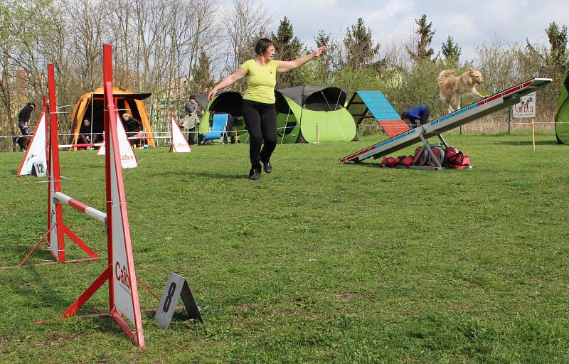 Velikonoční agility závod v Třebíči.