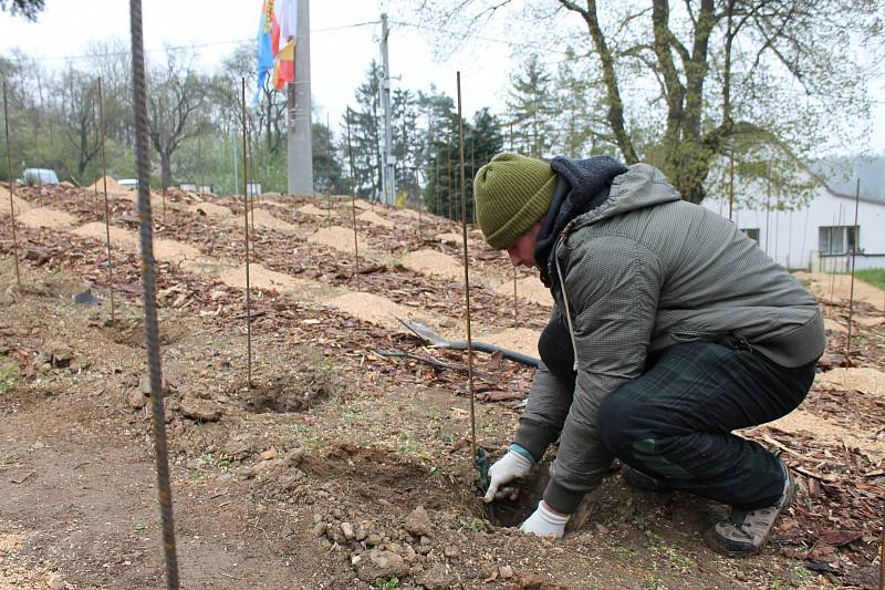 Kojetice mají po hroznech ve znaku i vlastní vinici