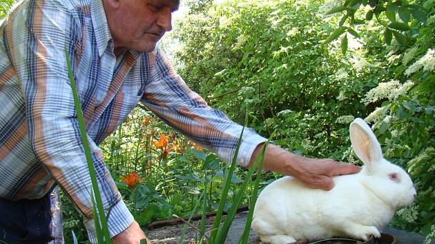 Václav Dorůžka odchoval řadu Českých albínů. Samice na snímku získala na výstavě 95 ze 100 bodů. 