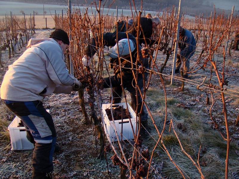 Ledově tvrdé hrozny z podsádeckých vinic sklidili zaměstnanci vinařství a brigádníci v pondělí brzy ráno. Panovalo při tom mínus sedm stupňů Celsia, což je nejvyšší teplota, při které lze hrozny na ledové víno sbírat.