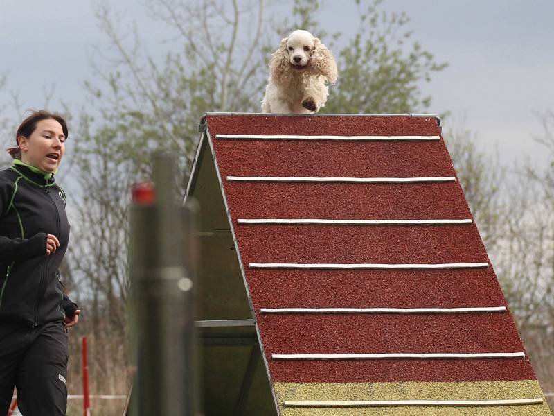 Velikonoční agility závod v Třebíči.