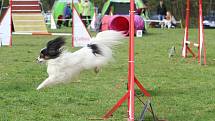 Velikonoční agility závod v Třebíči.