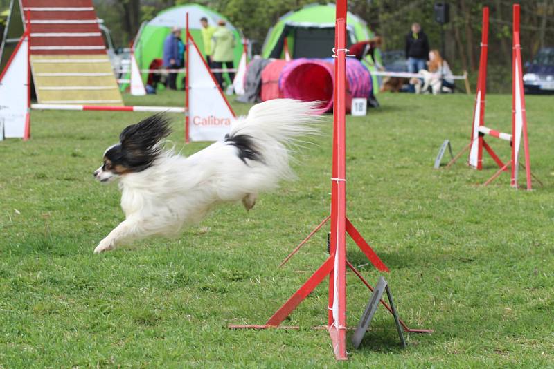 Velikonoční agility závod v Třebíči.