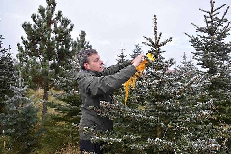 Vánoční stromky pěstují také na plantáži v Ohrazenici u Jaroměřic nad Rokytnou.