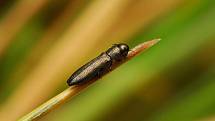 Krasec cylindomorphus bifrons - 3 mm velký brouk žije na stéblech trávy, je to ohrožený druh, na Třebíčsku se vyskytuje u Rouchovan.