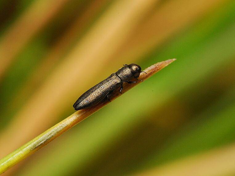 Krasec cylindomorphus bifrons - 3 mm velký brouk žije na stéblech trávy, je to ohrožený druh, na Třebíčsku se vyskytuje u Rouchovan.