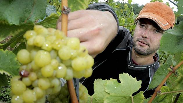 Vinobraní by mělo začít až ve čtvrtek, kdy by jako první měla přijít na řadu bílá odrůda Solaris nové rezistentní víno, odolné vůči mrazům a houbovým chorobám. 