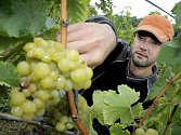 Vinobraní by mělo začít až ve čtvrtek, kdy by jako první měla přijít na řadu bílá odrůda Solaris nové rezistentní víno, odolné vůči mrazům a houbovým chorobám. 