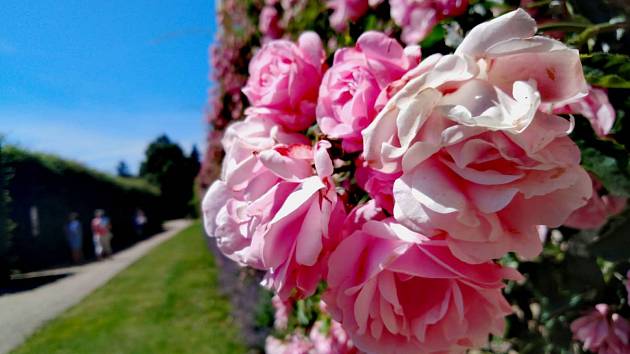 Jaroměřický zámek zdobí rozkvetlé růže