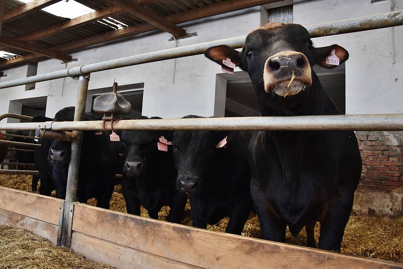 Na farmě v Odunci chovají býky plemene Aberdeen Angus