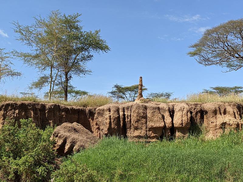 Africká krajina. Foto: Ústav biologie obratlovců AV ČR ve Studenci na Třebíčsku