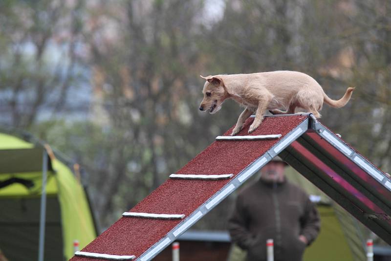 Velikonoční agility závod v Třebíči.