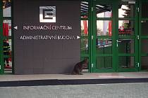 Bobr před infocentrem Jaderné elektrárny Dukovany.