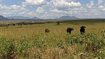 Africká krajina. Foto: Ústav biologie obratlovců AV ČR ve Studenci na Třebíčsku