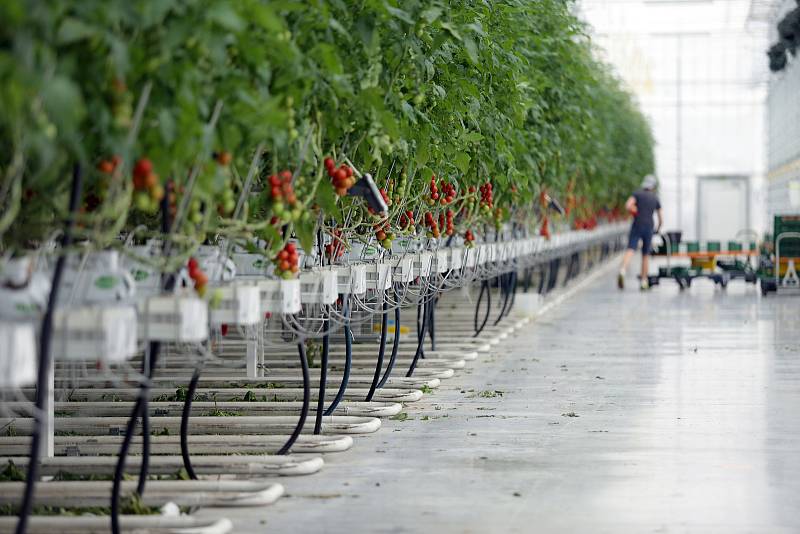 Zeleninová farma v Kožichovicích u Třebíče, kde se pěstují v obrovských sklenících rajčata.