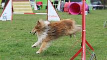 Velikonoční agility závod v Třebíči.