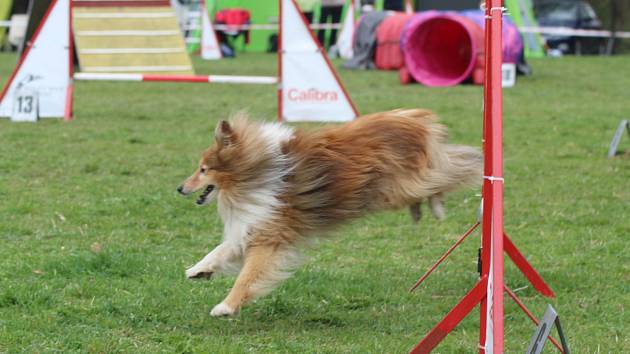 Velikonoční agility závod v Třebíči.