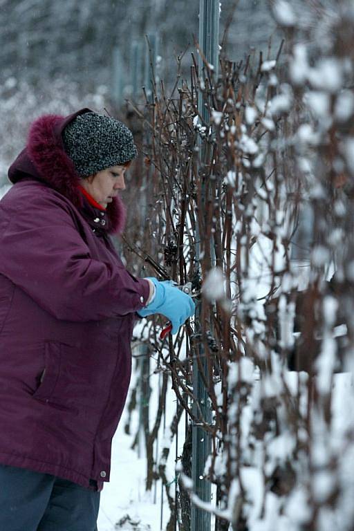 Na Sádku na Třebíčsku konečně nastaly ideální podmínky pro sběr ledového vína.