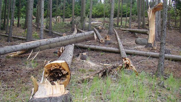 Policie stále hledá toho, kdo způsobil jedno z největších poškození lesa na Vysočině v posledních letech. K nařezání asi šesti set kusů borovic a smrků u Horních Vilémovic na Třebíčsku se někdo odhodlal před třemi lety.