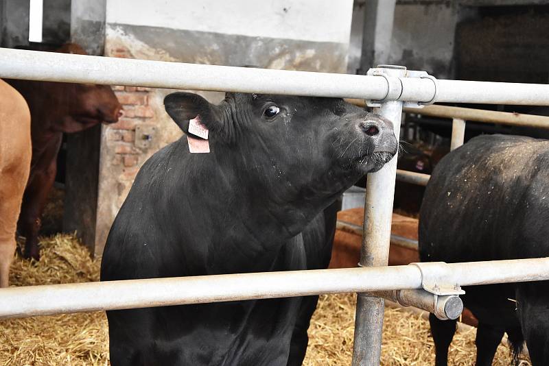 Na farmě v Odunci chovají býky plemene Aberdeen Angus